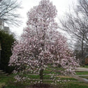 Magnolia Centennial Blush Deciduous Tree