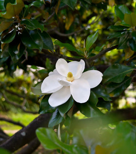 Magnolia DD Blanchard