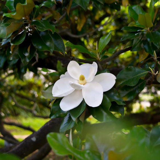dd blanchard white flowers