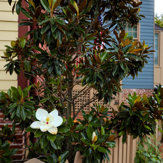 stunning late summer blooms on dd blanchard magnolia tree