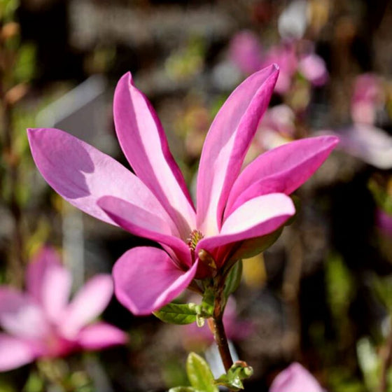 magnolia jane spring blooms
