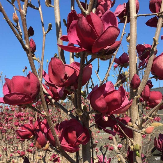 Tinker Belle Magnolia Flowers in Spring