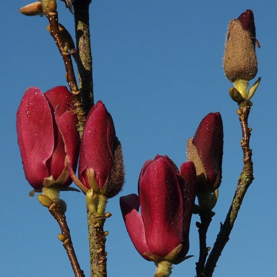 Tinker Belle Magnolia flowers