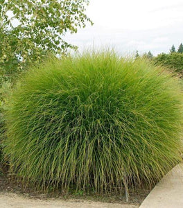 Miscanthus Gracillimus Maiden Grass