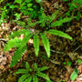 maidenhair fern in its natural habitat with green foliage
