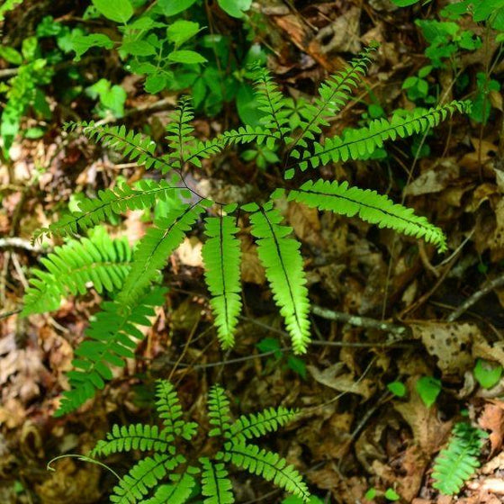 maidenhair fern in its natural habitat with green foliage