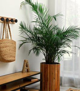 Majesty Palm