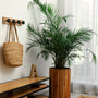 Majesty Palm grown indoors