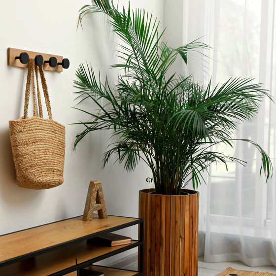 Majesty Palm grown indoors