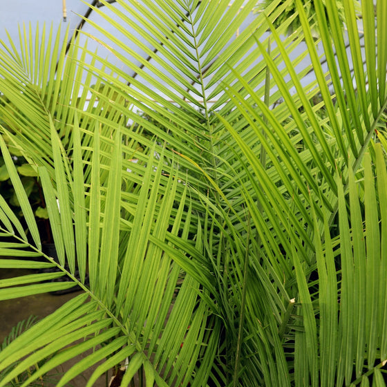 Close-up of a Majesty Palm Tree Fronds