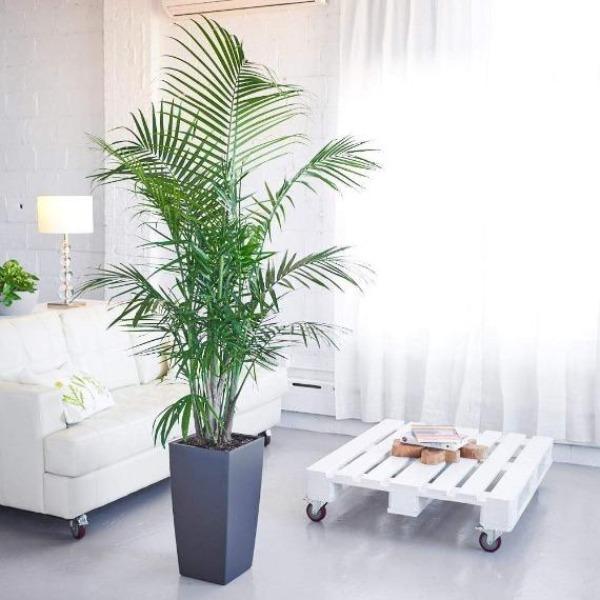 mystery palm plant Buy Majesty Palms Online