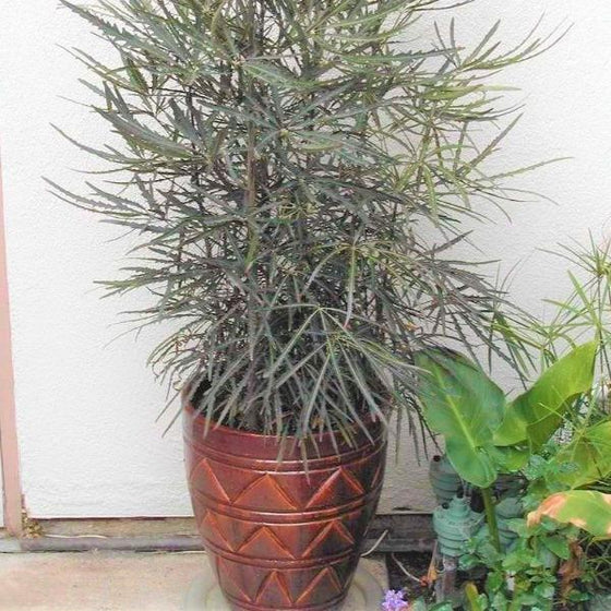 Mary Jane Threadleaf Aralia in pot with wonderful dark serrrated leaves