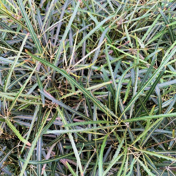 bright leaves on Mary Jane Threadleaf Aralia