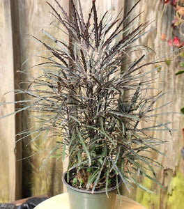 Mary Jane Threadleaf Aralia