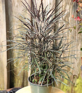 Mary Jane Threadleaf Aralia