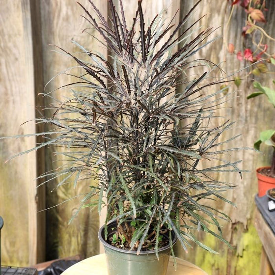 long glorious, Mary Jane Threadleaf Aralia