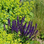 Salvia may night planted in a mixed garden