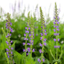 Salvia may night is a purple flowering perennial