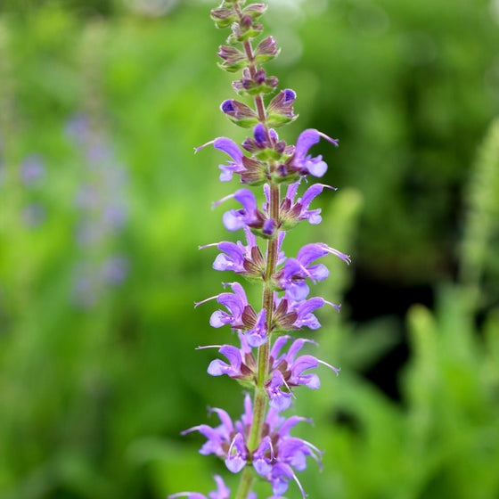 close up of may night salvia