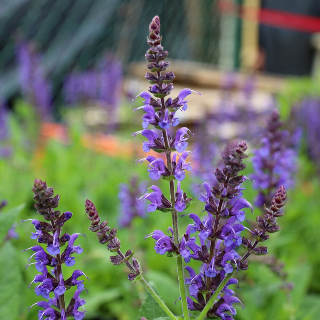 night lavender plant May Night Salvia