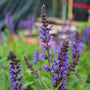 close up of may night salvia