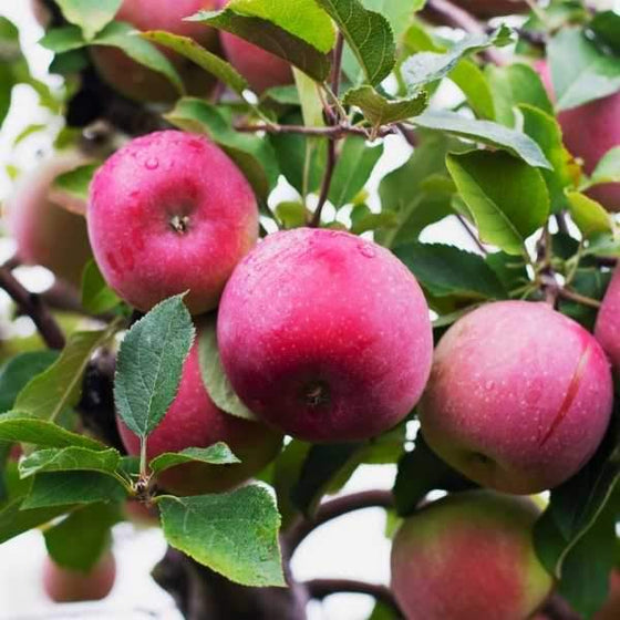 McIntosh Apples on the Tree with deep red skin