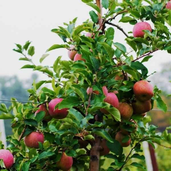 Ripe McIntosh apples on the tree. This variety is the national