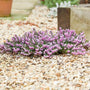 Mediterranean Pink Winter Heather in winter landscape