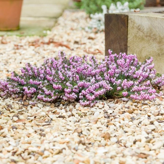 Mediterranean Pink Winter Heather in winter landscape