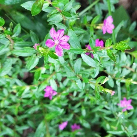 mexican false heather bright purple blooms and green foliage