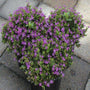 Mexican Heather in Flower