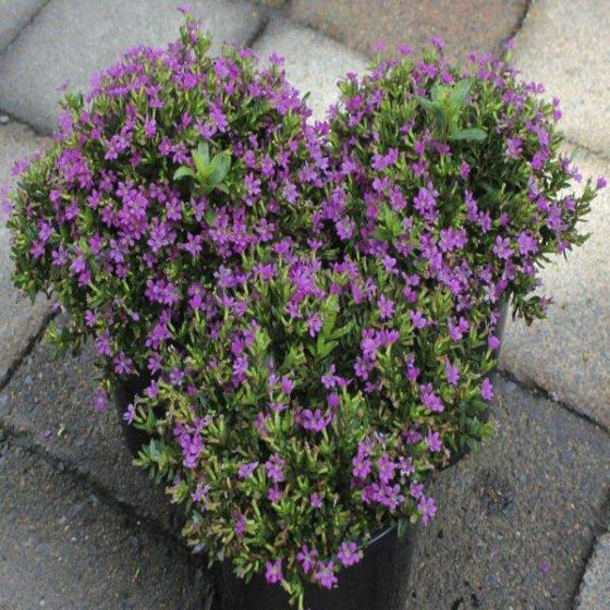 Mexican Heather in Flower