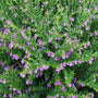 Mexican heather flowers