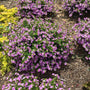 Mexican heather plants in the landscape