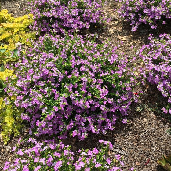Mexican heather plants in the landscape
