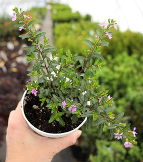 Mexican Heather