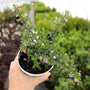 4.5 in mexican heather blooming