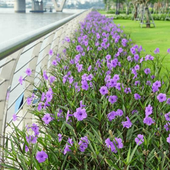 Mexican Petunia Plant growing outdoors