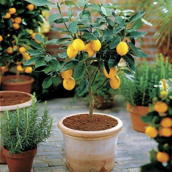 Terracotta pot of Meyer Lemon Tree bearing bright yellow citrus fruits on a terrace
