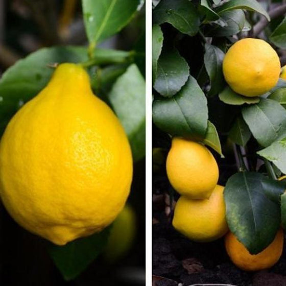 Bright Yellow Meyer Lemon Tree Citrus Fruits