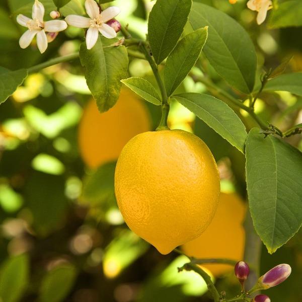Produce Organic Lemon Meyer Bag