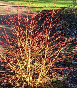 Midwinter Fire Dogwood