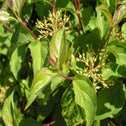 midwinter fire shrub beginning to produce berries