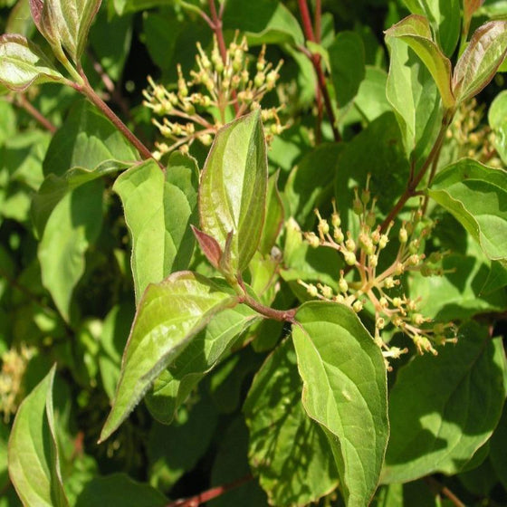 midwinter fire shrub beginning to produce berries