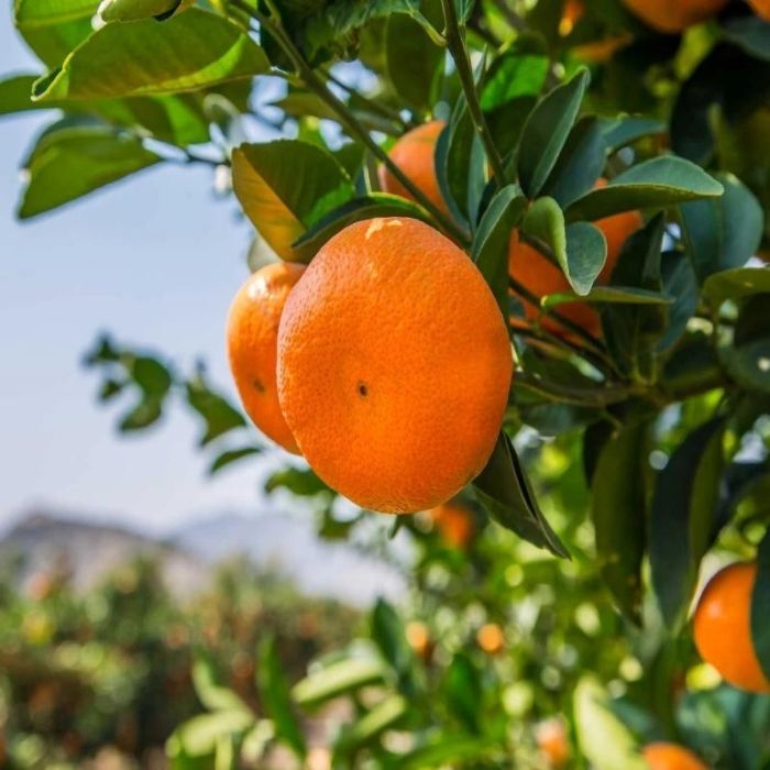 Miho Satsuma Orange Trees for Sale | Garden Goods Direct