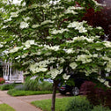 A beautifully grown Milky Way Kousa Dogwood Tree in spring flower