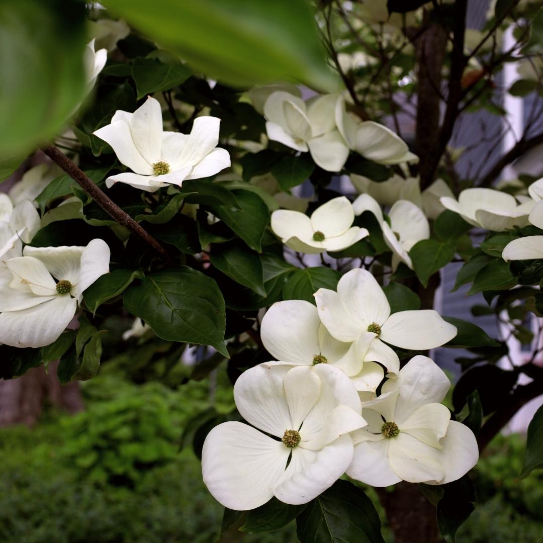 lavender dogwood tree Milky Way Kousa Dogwood