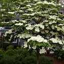 white blooming milkyway kousa dogwood tree
