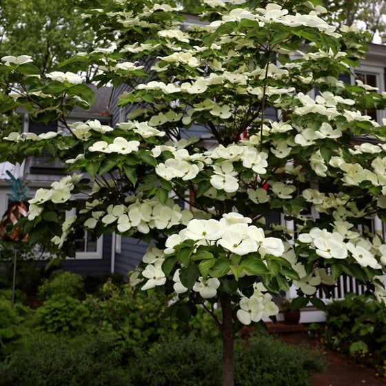 white blooming milkyway kousa dogwood tree