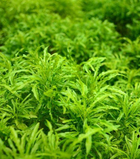 Ming Aralia